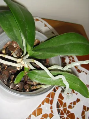 Orchideje phalaenopsis - pěstování