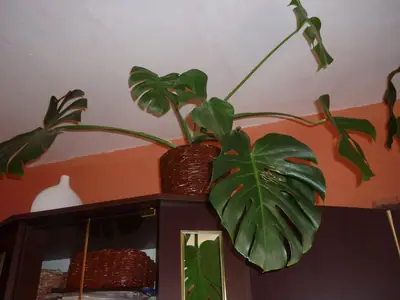 Monstera,kroton
