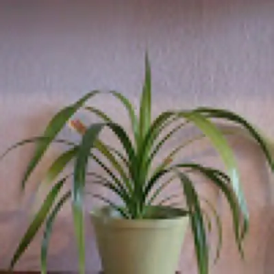 Pozná někdo, co je to za kytku?