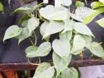 Filodendron