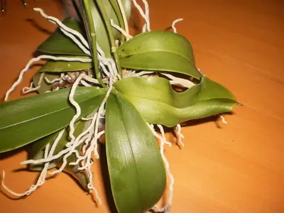 Orchidea a málo zelené listy
