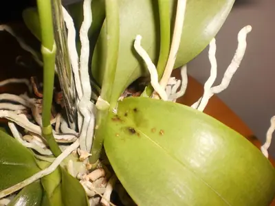 Orchidea a málo zelené listy