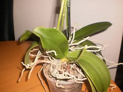 Orchidea a málo zelené listy