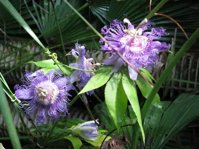 Mučenka (Passiflora) - vše o mučenkách