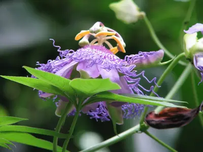 Mučenka (Passiflora) - vše o mučenkách