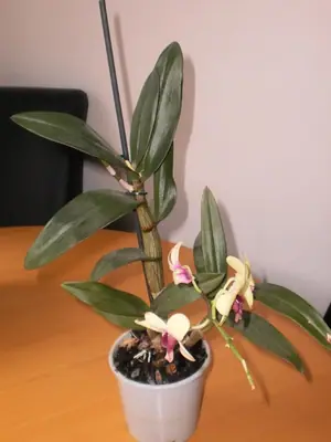 Co je to za orchideje?