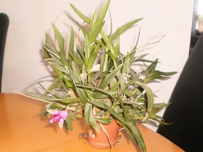 Co je to za orchideje?