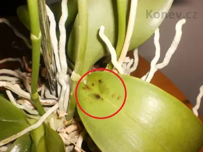 Orchidea a málo zelené listy