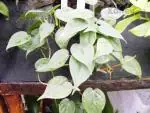 Filodendron
