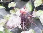 Filodendron
