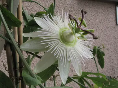 Mučenka (Passiflora) - vše o mučenkách