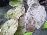 Filodendron