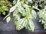 Pilea