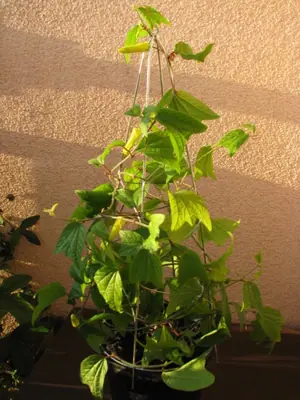 Mučenka (Passiflora) - vše o mučenkách