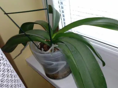 Orchideje phalaenopsis - pěstování