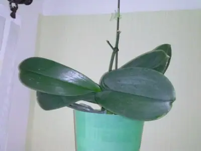 Orchideje phalaenopsis - pěstování