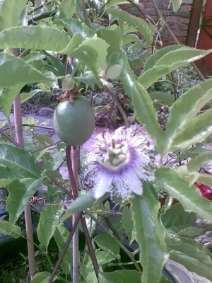 Mučenka (Passiflora) - vše o mučenkách