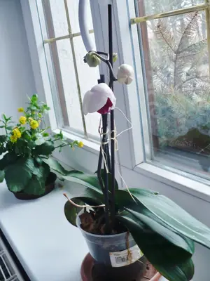 Orchideje phalaenopsis - pěstování
