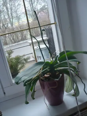 Orchideje phalaenopsis - pěstování