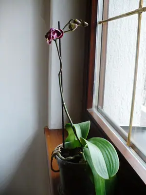 Orchideje phalaenopsis - pěstování