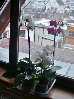 Orchideje phalaenopsis - pěstování