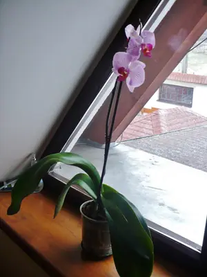 Orchideje phalaenopsis - pěstování