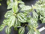 Pilea