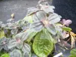Pilea