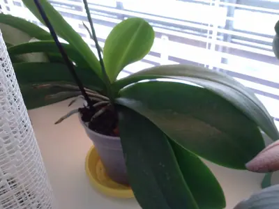 Orchideje phalaenopsis - pěstování