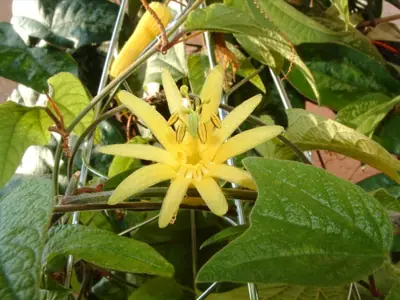 Mučenka (Passiflora) - vše o mučenkách