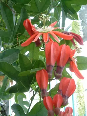 Mučenka (Passiflora) - vše o mučenkách