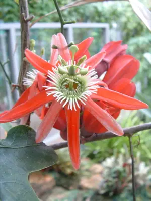 Mučenka (Passiflora) - vše o mučenkách