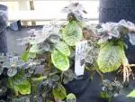 Pilea