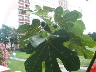 Fíkovník / Ficus carica /