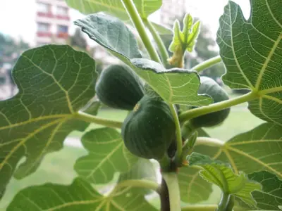 Fíkovník / Ficus carica /