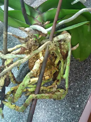 Orchidej dobře nebo špatně?