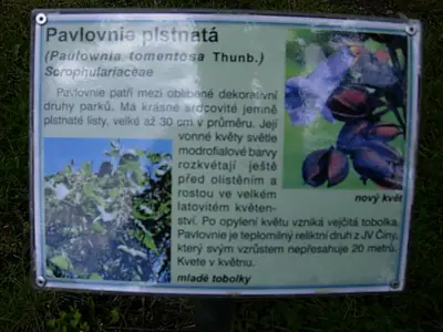 Pavlovnie plstnatá