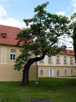 Pavlovnie plstnatá