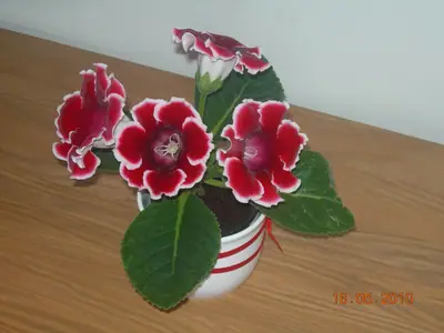 Gloxínie