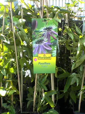 Mučenka (Passiflora) - vše o mučenkách