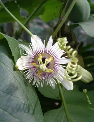 Mučenka (Passiflora) - vše o mučenkách