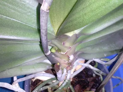 Orchideje phalaenopsis - pěstování