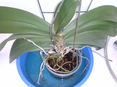 Orchideje phalaenopsis - pěstování