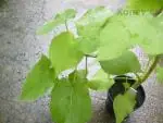 Sparmánie