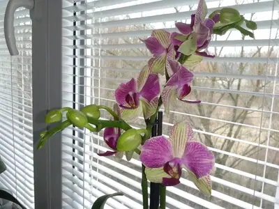 Orchideje phalaenopsis - pěstování