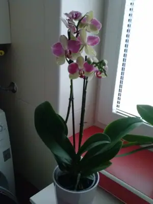 Orchideje phalaenopsis - pěstování