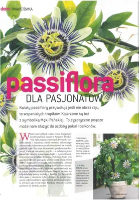 Mučenka (Passiflora) - vše o mučenkách