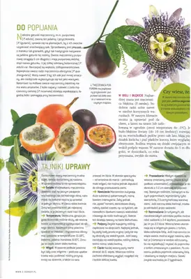 Mučenka (Passiflora) - vše o mučenkách
