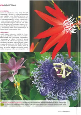 Mučenka (Passiflora) - vše o mučenkách