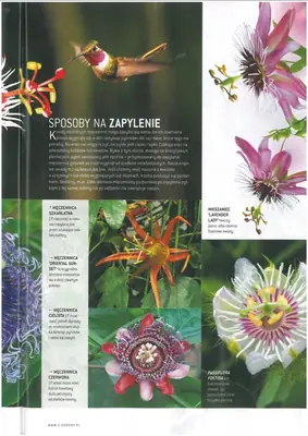 Mučenka (Passiflora) - vše o mučenkách